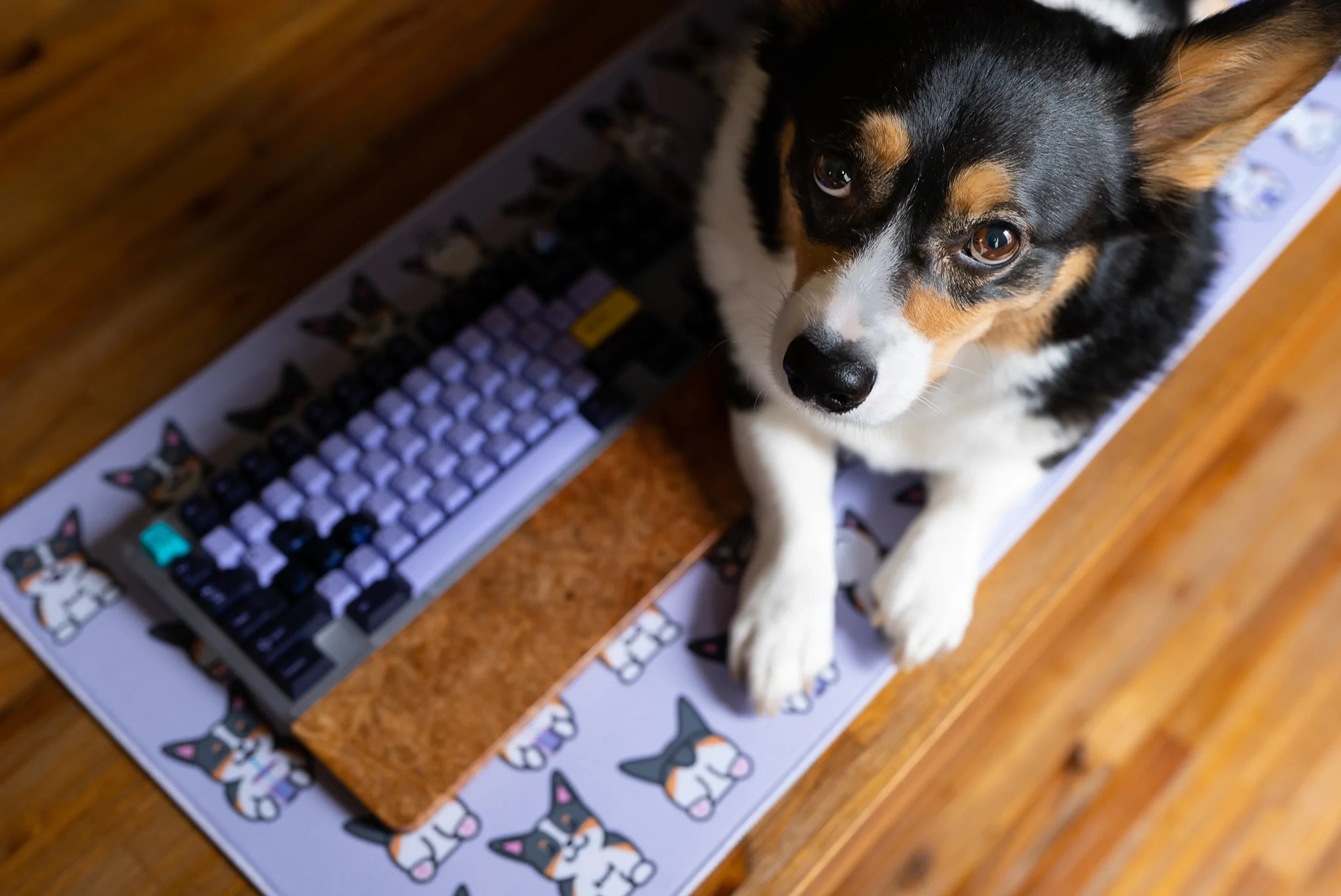 (In Stock) Corgi Deskmats