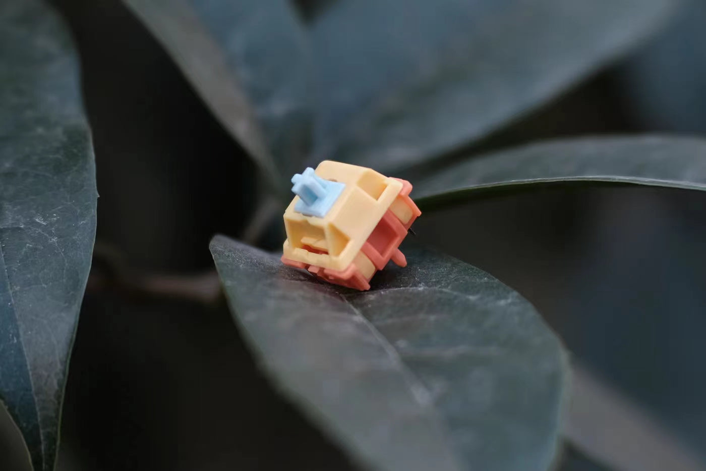 (In Stock) Autumn Rain Switches (10 Pack)