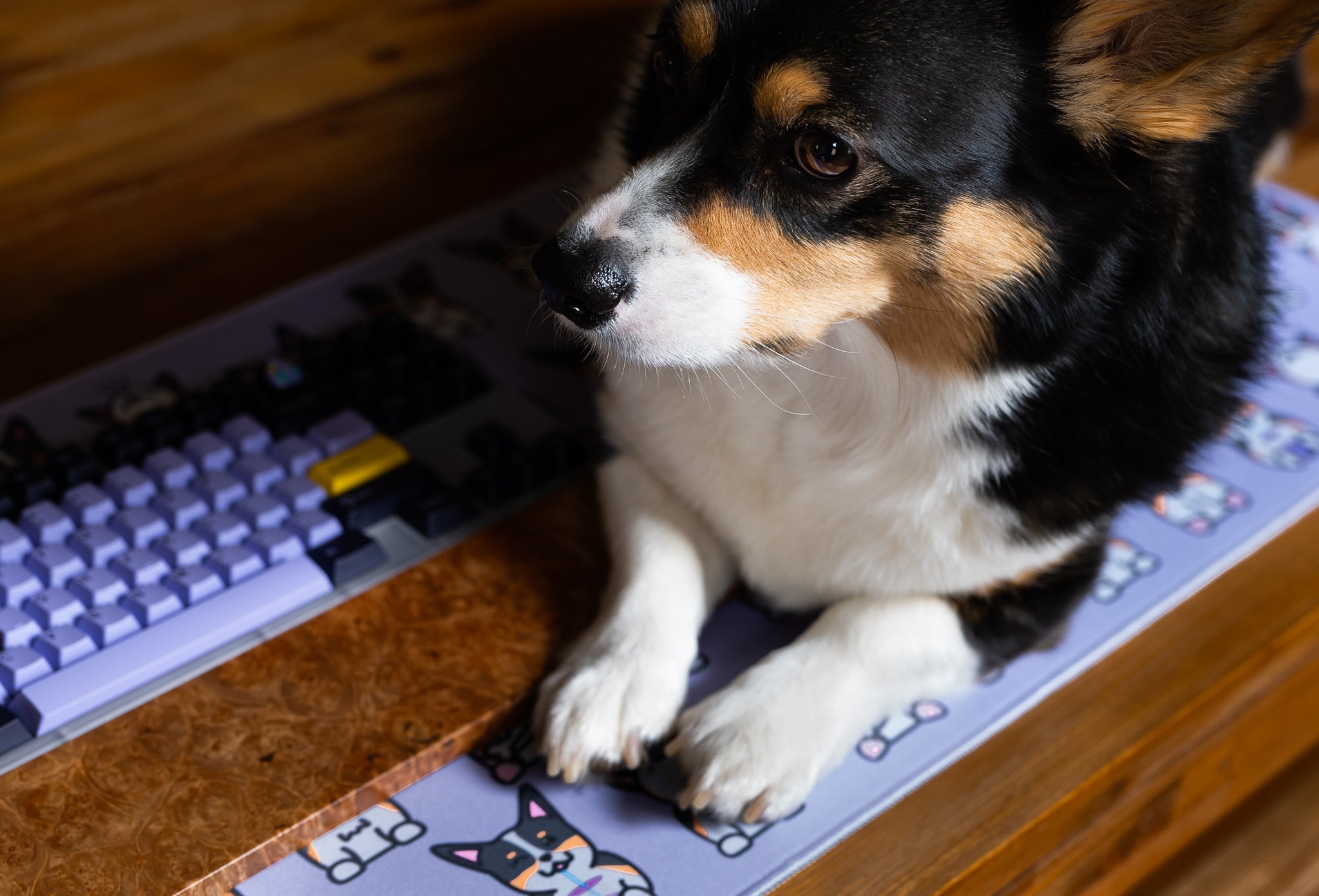 (Group Buy) Corgi Deskmats