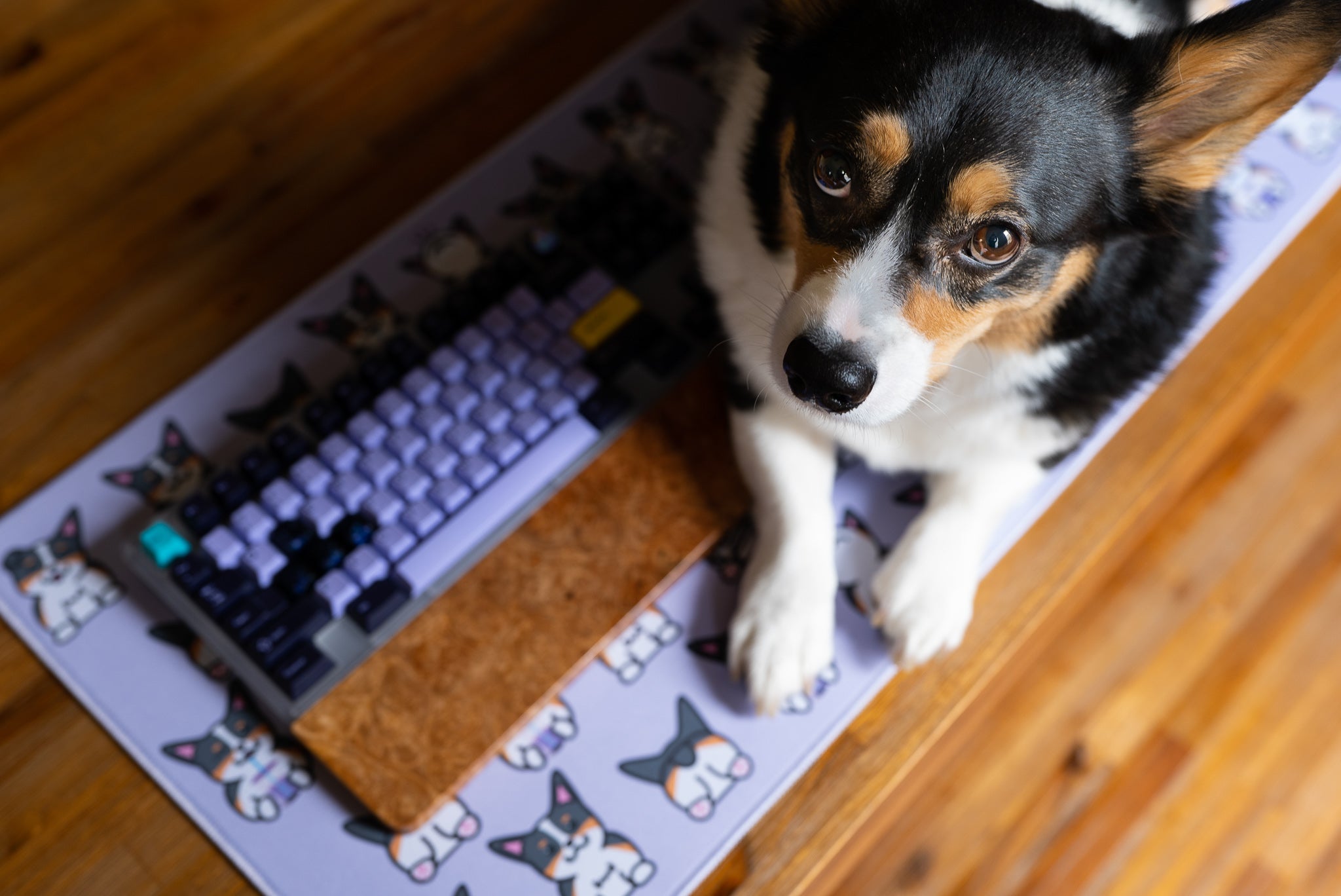 (Group Buy) Corgi Deskmats